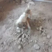 توله خوب