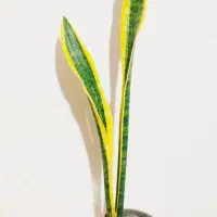 زاموفیلیا ی بلک|گل و گیاه طبیعی|سرپل ذهاب, |دیوار