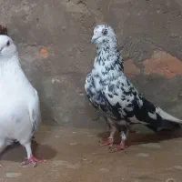 کبوتر