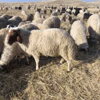 ورن  قوچ میش  بره بز  بزغاله باب قصای