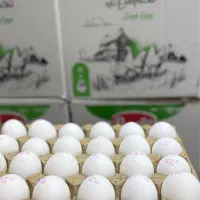 تخم مرغ دُرشت پانلا پخش ژیان پور|خوردنی و آشامیدنی|شوشتر, |دیوار