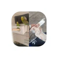 کفتر و مرغ عشق