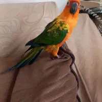 طوطی خورشیدی(سان کانور) *رام و رقاص|پرنده|همدان, |دیوار