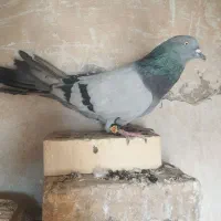 کبوتر اصفهانی