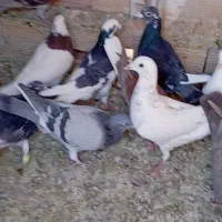 کفتر پرشی ضربه