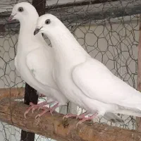 کبوتر از ۲۰۰ آل.یام