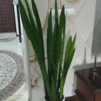 گل طبیعی و گلدان و پایه گل|گل و گیاه طبیعی|مشهد, هنرور|دیوار