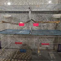 قفس جوجه پران