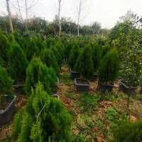 کامیس|گل و گیاه طبیعی|نشتارود, |دیوار