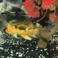 ماهی کوی ژاپن