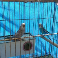 یک جفت مرغ عشق با ۴ عدد تخم