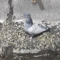 کفتر یا کبوتر یا جوجه۳332