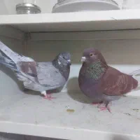 کبوتر کفتر کاشونی و تهرونی|پرنده|فولادشهر, B1|دیوار