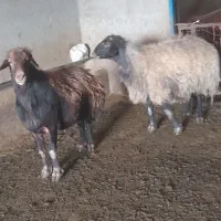 اراس قوچ افشاری