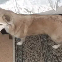 واگزاری سگ رایگان