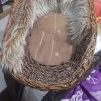 تعداد کار سطل  .کلاه وعروسک