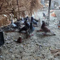 ۹ عدد کفتر کبوتر نرو ماده