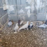 کبوتر|پرنده|اسکو, |دیوار