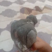 سلامیاذ|پرنده|کازرون, |دیوار