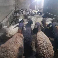 گوسفند داشتی آبستن|حیوانات مزرعه|حسین آباد, |دیوار