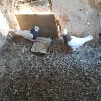 جفت  کفتر طوقی پرشی نر هردو قیمت ۹۰۰