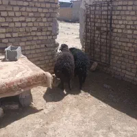 بره نر چاق سبک