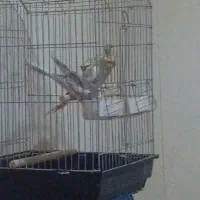 عروس هلندی بالغ آماده تخم گذاری.