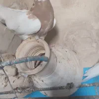 کفتر کرمانشاهی|پرنده|جهرم, |دیوار