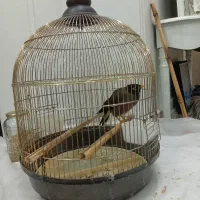 سلام مینا سخنگو تخفیف هم میدم