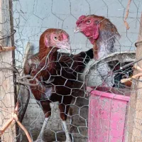 مرغ و خروس و جوجه و تخم لاری اصیل افغان