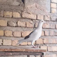 کبوتر|پرنده|شیراز, گلشن|دیوار