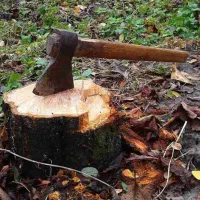 هرس و برش درخت به بالاترین قیمت بازدید رایگان