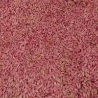 گندم بذری کیلویی ۲۵|خدمات باغبانی و درختکاری|دورود, |دیوار