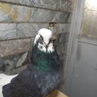 جفت کبوتر شازده زرد وسیاه عتیقه|پرنده|همدان, |دیوار