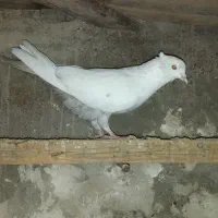 فروش دونر دمبی|پرنده|باوی, |دیوار