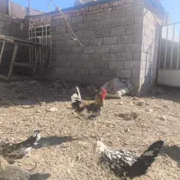 مرغ و خروس و جوجه|حیوانات مزرعه|تویسرکان, |دیوار