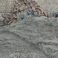 سگ.|سگ|مشهد, گاز|دیوار