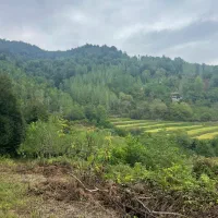11000هزار متر کاربری باغی مسکونی و شالیزارسنتی