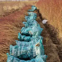 نهال بادام پربار بهترین گزینه برای شما