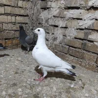 ماده زاغ.کوهی.گوره.سبز