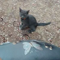 گربه اسکاتیش انقولد