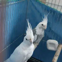 جفت ملدکارداده ضمانتی آلبینو