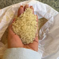 برنج فجر و چمپا