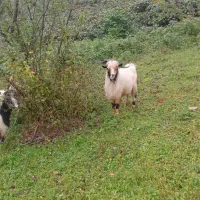 بز و بزغاله|حیوانات مزرعه|لیسار, |دیوار