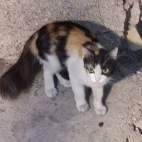 گربه|گربه|اهواز, شهرک نفت|دیوار