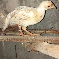 بلدرچین نر آلبینو معاوضه با لاستیک۱۵یا ساب و باند