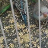 6 عدد مرغ عشق دستی نیمه دستی و نژاد خاص فول بلک|پرنده|مشهد, شهید آوینی|دیوار