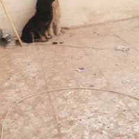 ۳ سگ پاپی خانگی