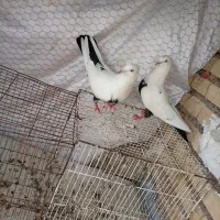 یک جفت دنبی با دونه کله ای سیاه