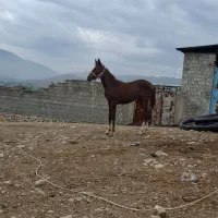 کره اسب ماده